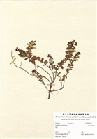 藏品(高山白珠樹)的圖片